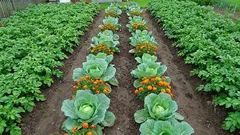 Proč se těchto 5 párů rostlin navzájem ničí na zahradě