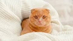 Co vidí kočky, co my nevidíme