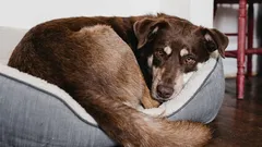 Proč se psi před ulehnutím točí dokola: tajný jazyk, kterému jste nerozuměli