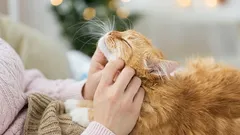 7 zdravých návyků, které prodlouží život vaší kočky